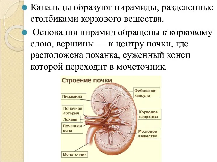 Канальцы образуют пирамиды, разделенные столбиками коркового вещества. Основания пирамид обращены к корковому