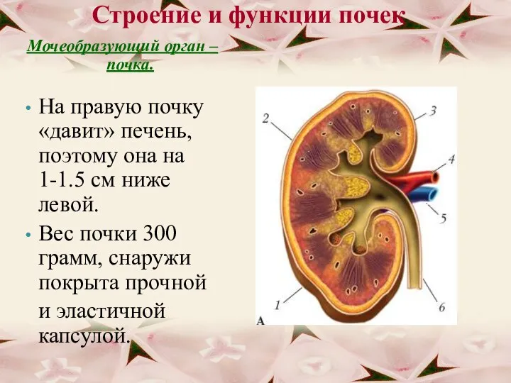 Строение и функции почек Мочеобразующий орган – почка. На правую почку «давит»