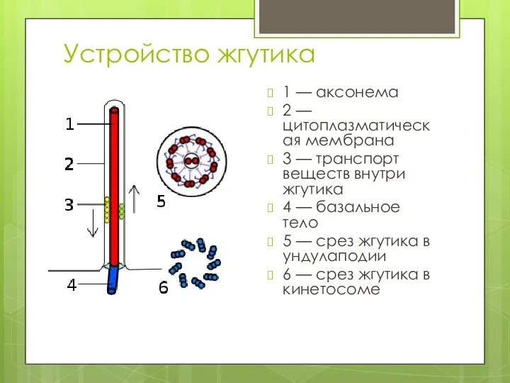 Устройство жгутика 1 — аксонема 2 — цитоплазматическая мембрана 3 — транспорт