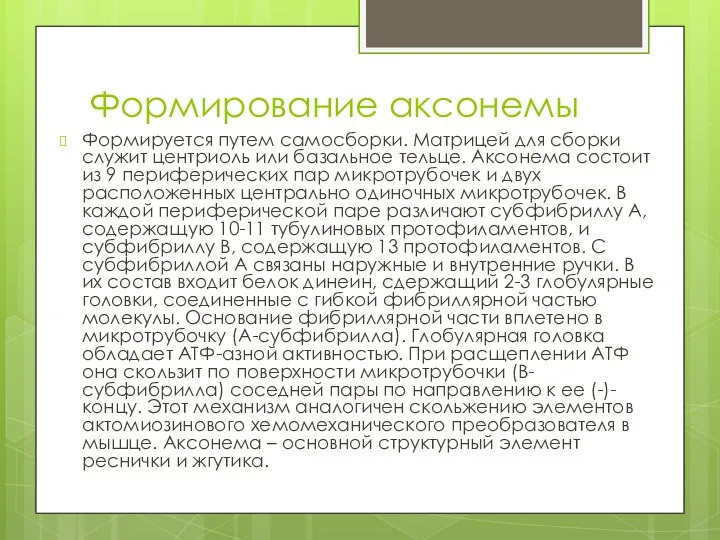 Формирование аксонемы Формируется путем самосборки. Матрицей для сборки служит центриоль или базальное