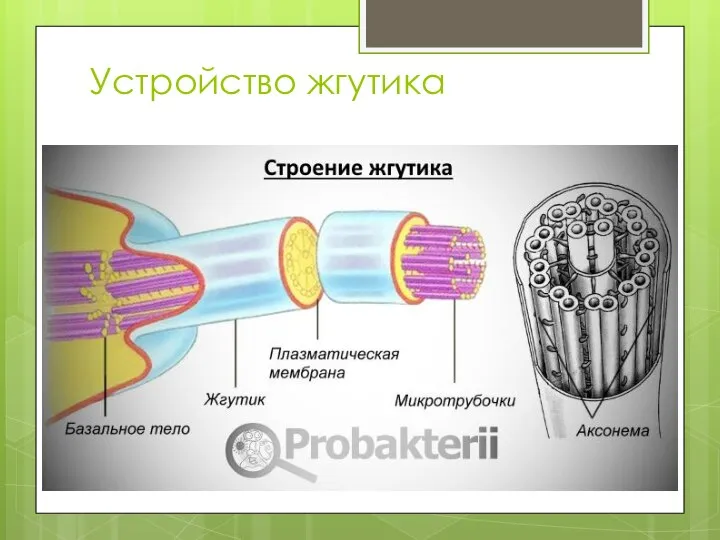 Устройство жгутика