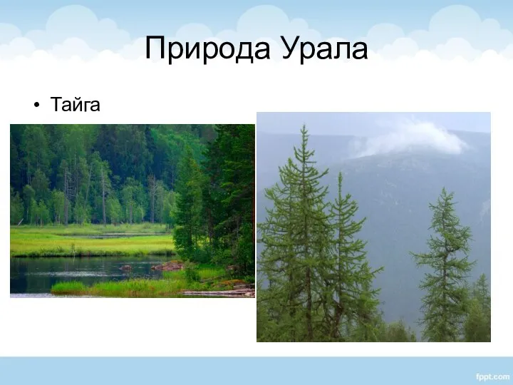 Природа Урала Тайга