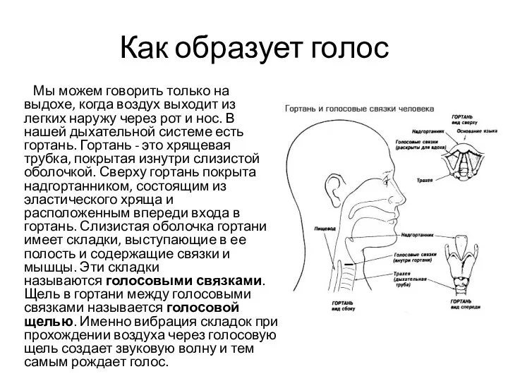 Как образует голос Мы можем говорить только на выдохе, когда воздух выходит