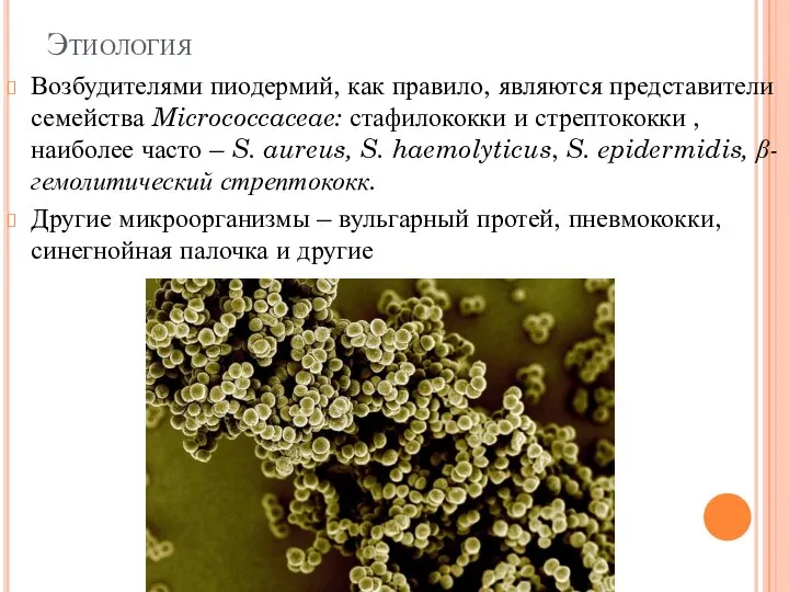 Этиология Возбудителями пиодермий, как правило, являются представители семейства Micrococcaceae: стафилококки и стрептококки