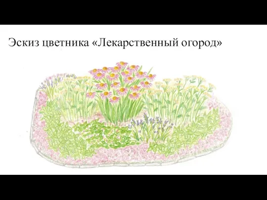 Эскиз цветника «Лекарственный огород»