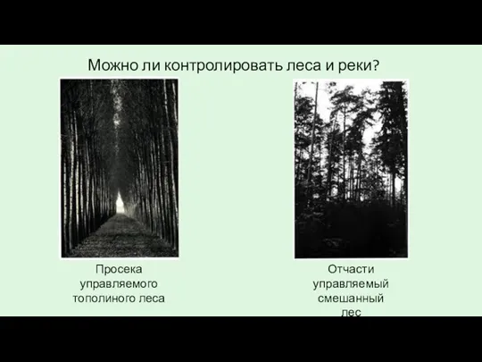 Просека управляемого тополиного леса Отчасти управляемый смешанный лес Можно ли контролировать леса и реки?