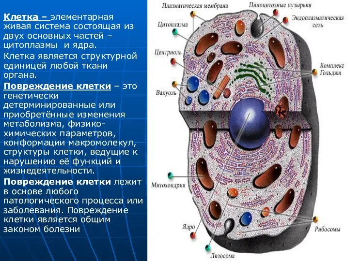 Клетка – элементарная живая система состоящая из двух основных частей – цитоплазмы