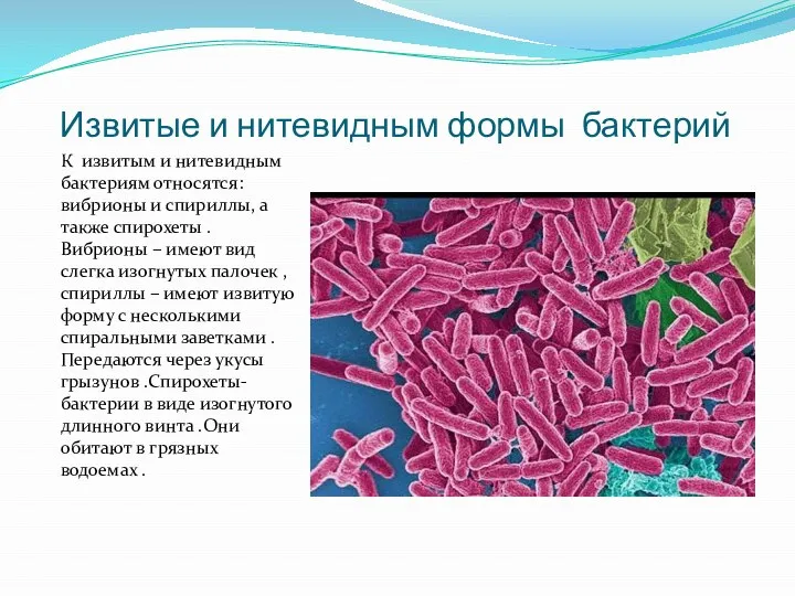 Извитые и нитевидным формы бактерий К извитым и нитевидным бактериям относятся: вибрионы