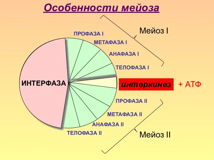 ПРОФАЗА I МЕТАФАЗА I АНАФАЗА I ТЕЛОФАЗА I ИНТЕРФАЗА ПРОФАЗА II МЕТАФАЗА