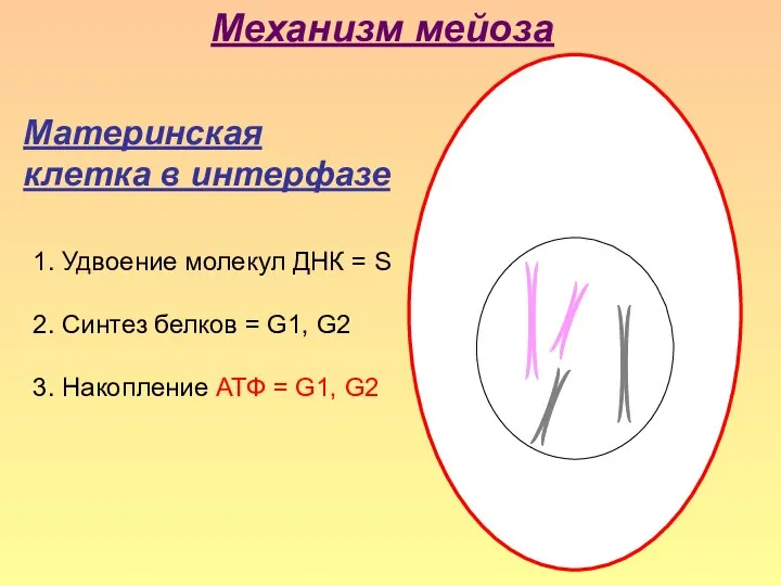 Материнская клетка в интерфазе Механизм мейоза 1. Удвоение молекул ДНК = S