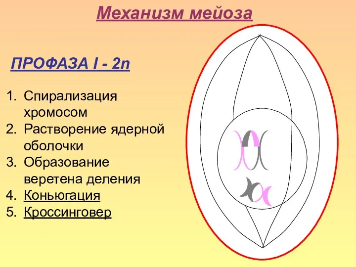 Механизм мейоза ПРОФАЗА I - 2n Спирализация хромосом Растворение ядерной оболочки Образование веретена деления Коньюгация Кроссинговер