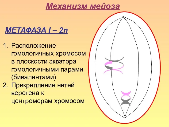 Механизм мейоза МЕТАФАЗА I – 2n Расположение гомологичных хромосом в плоскости экватора