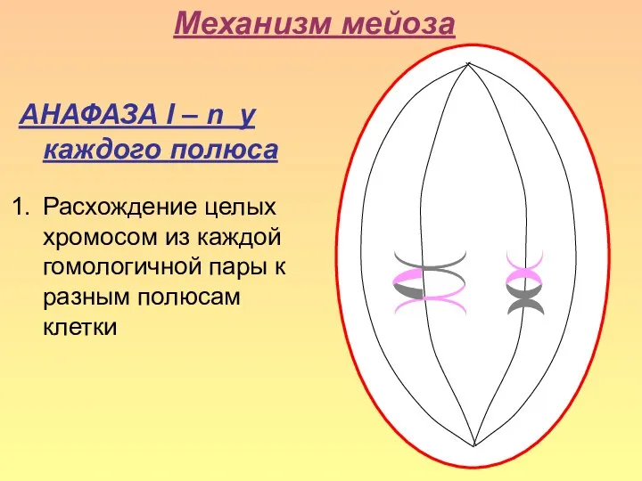 Механизм мейоза АНАФАЗА I – n у каждого полюса Расхождение целых хромосом