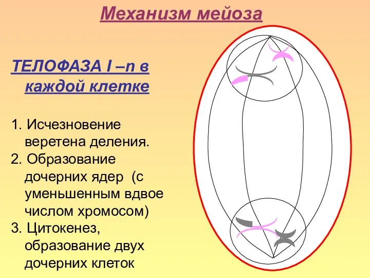 Механизм мейоза ТЕЛОФАЗА I –n в каждой клетке 1. Исчезновение веретена деления.