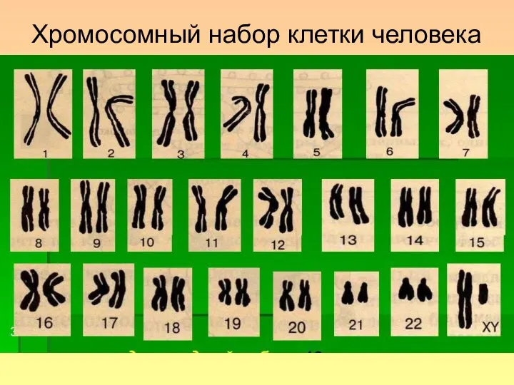 Хромосомный набор клетки человека