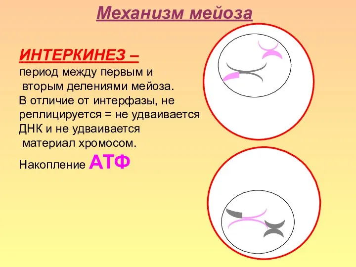 ИНТЕРКИНЕЗ – период между первым и вторым делениями мейоза. В отличие от