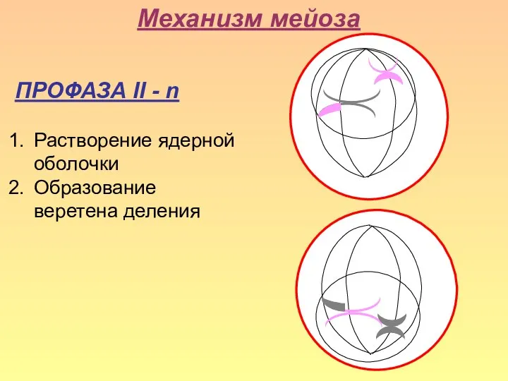 Механизм мейоза ПРОФАЗА II - n Растворение ядерной оболочки Образование веретена деления