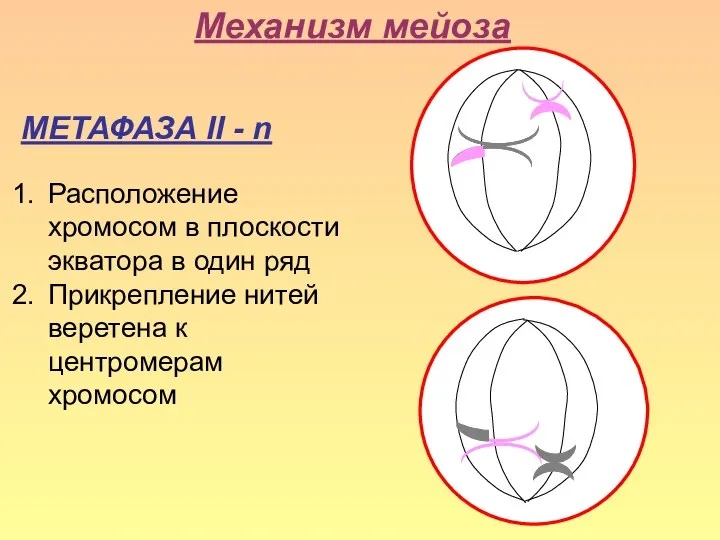 Механизм мейоза МЕТАФАЗА II - n Расположение хромосом в плоскости экватора в