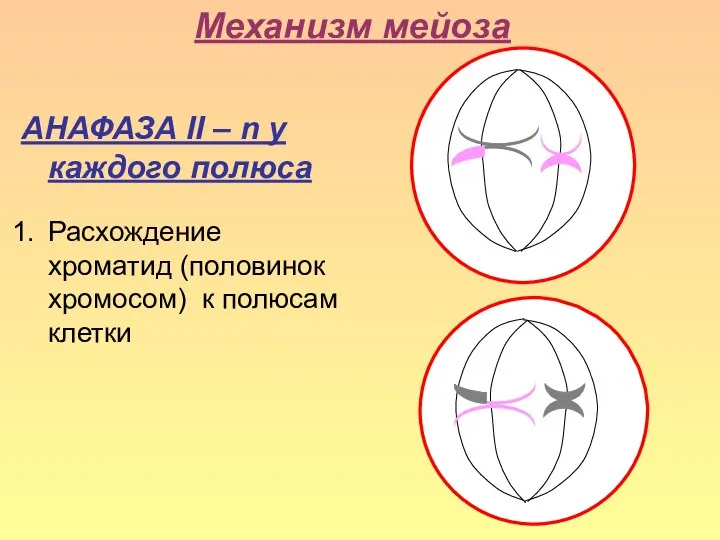 Механизм мейоза АНАФАЗА II – n у каждого полюса Расхождение хроматид (половинок хромосом) к полюсам клетки