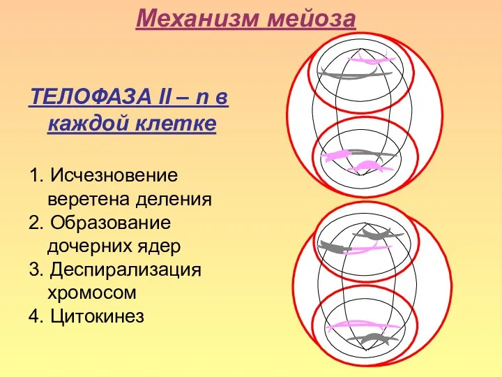 Механизм мейоза ТЕЛОФАЗА II – n в каждой клетке 1. Исчезновение веретена