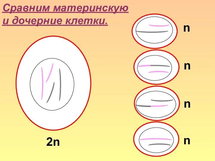 Сравним материнскую и дочерние клетки. 2n n n n n