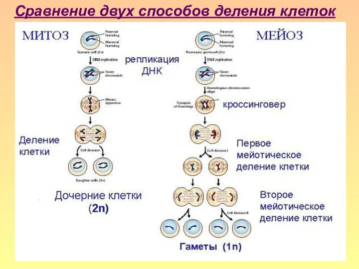 Сравнение двух способов деления клеток