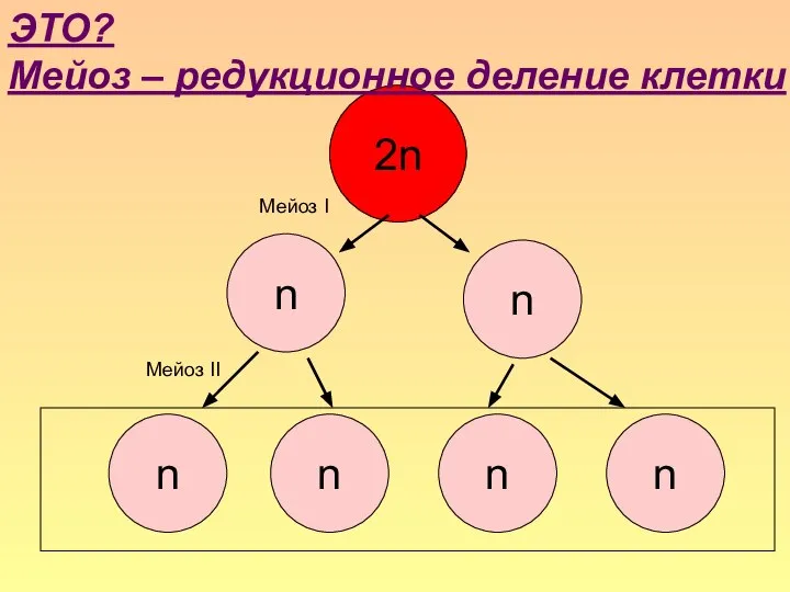 2n n n n n n n Мейоз I Мейоз II ЭТО?