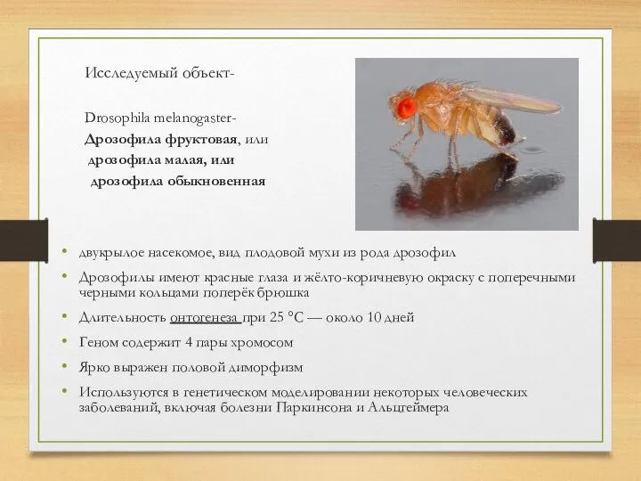 Исследуемый объект- Drosophila melanogaster- Дрозофила фруктовая, или дрозофила малая, или дрозофила обыкновенная