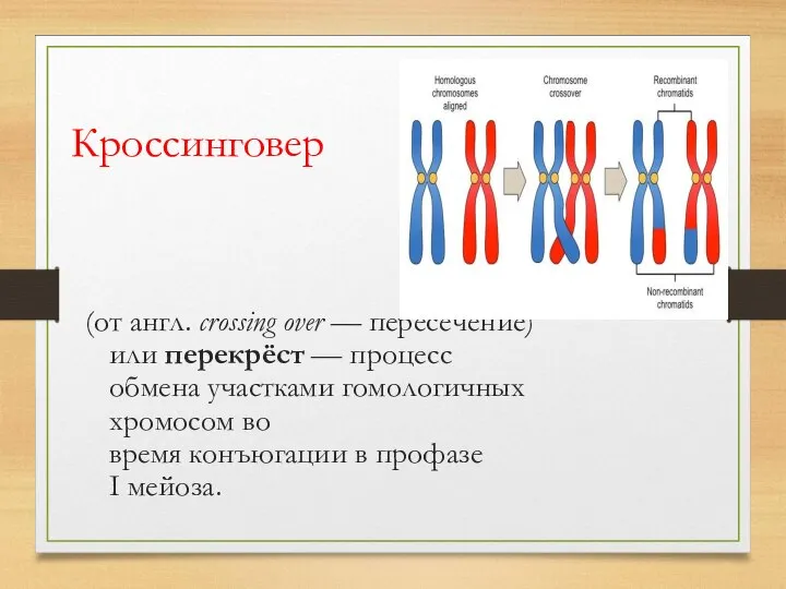 Кроссинговер (от англ. crossing over — пересечение) или перекрёст — процесс обмена