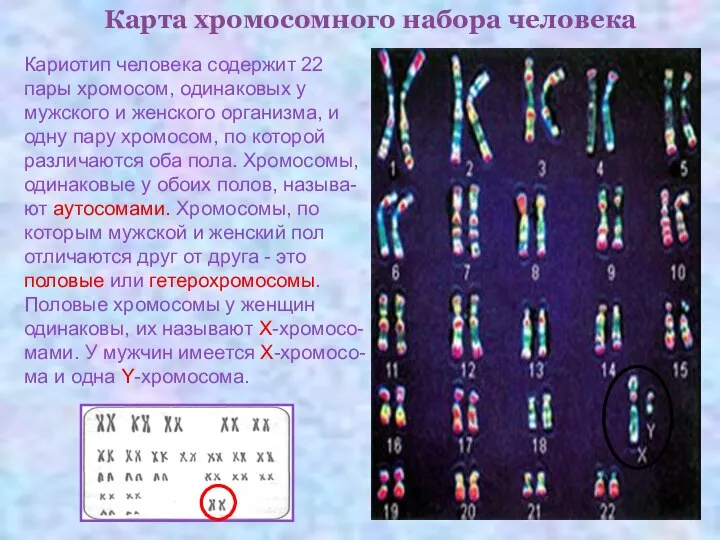 Карта хромосомного набора человека Кариотип человека содержит 22 пары хромосом, одинаковых у