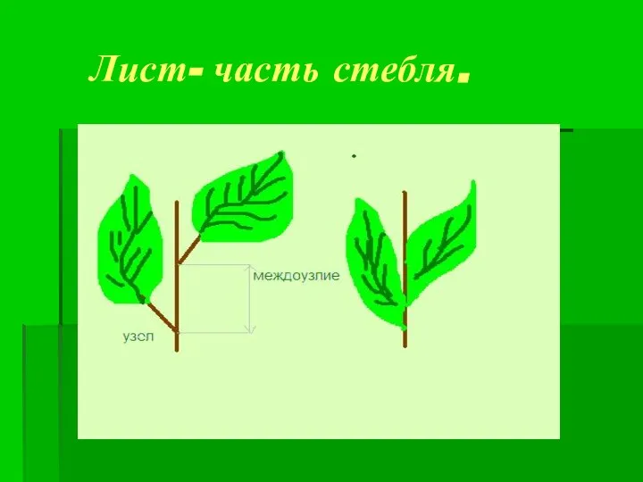 Лист- часть стебля.