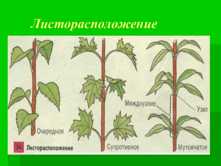 Листорасположение