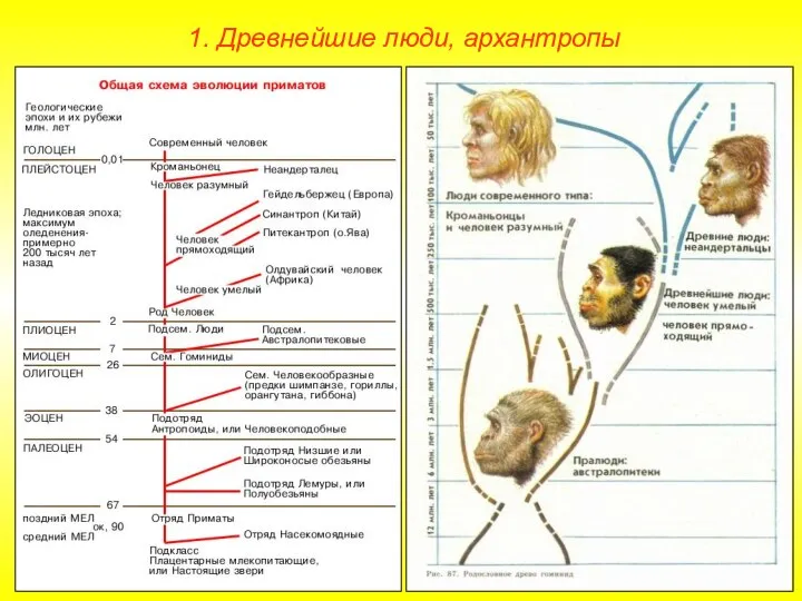 1. Древнейшие люди, архантропы