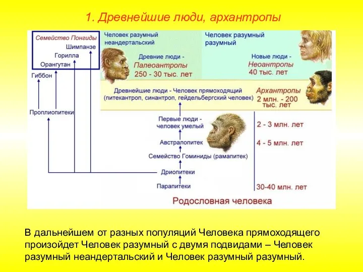 1. Древнейшие люди, архантропы В дальнейшем от разных популяций Человека прямоходящего произойдет