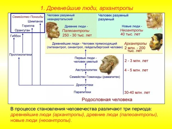 1. Древнейшие люди, архантропы В процессе становления человечества различают три периода: древнейшие