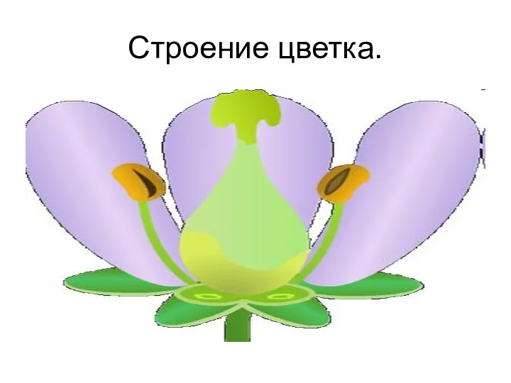 Строение цветка.