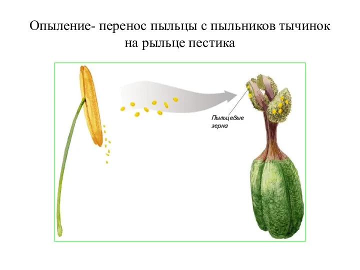 Опыление- перенос пыльцы с пыльников тычинок на рыльце пестика