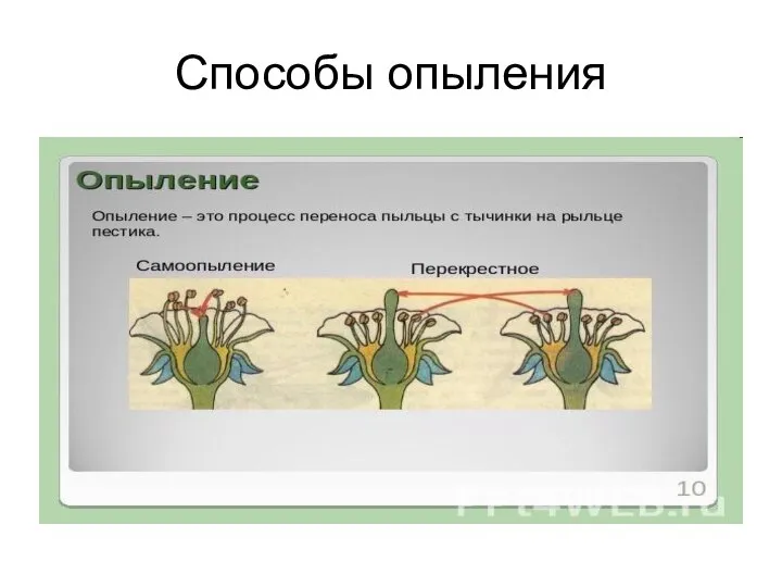 Способы опыления