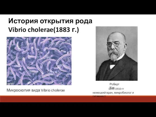 История открытия рода Vibrio cholerae(1883 г.) Роберт Кох 1843-1910 гг немецкий врач,