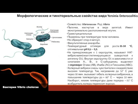 Морфологические и тинкториальные свойства вида Yersinia Enterocolitica Семейство: Vibrionaceae Род: Vibrio Палочки,