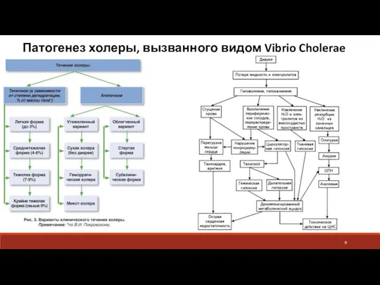 Патогенез холеры, вызванного видом Vibrio Cholerae