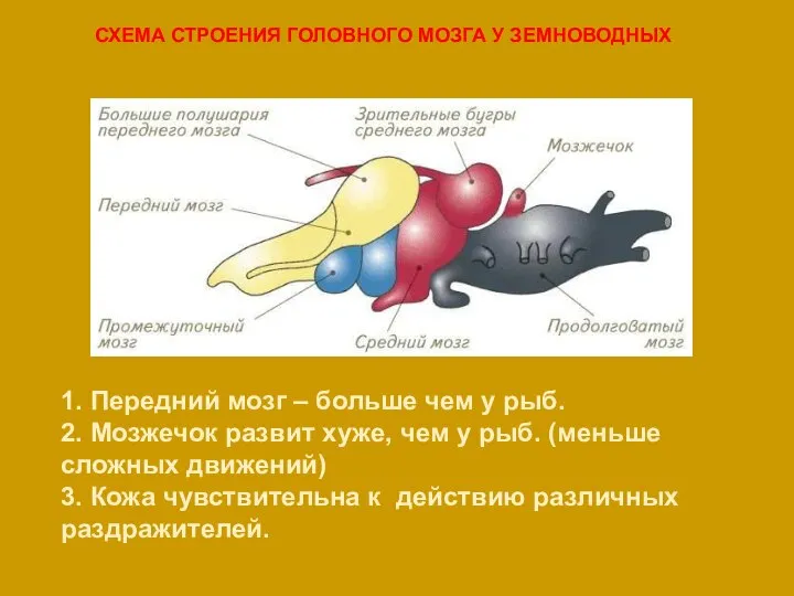 СХЕМА СТРОЕНИЯ ГОЛОВНОГО МОЗГА У ЗЕМНОВОДНЫХ 1. Передний мозг – больше чем