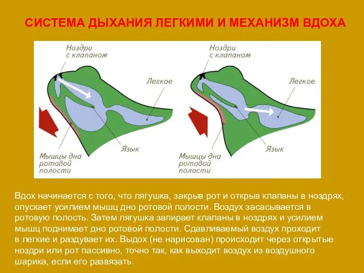 СИСТЕМА ДЫХАНИЯ ЛЕГКИМИ И МЕХАНИЗМ ВДОХА Вдох начинается с того, что лягушка,