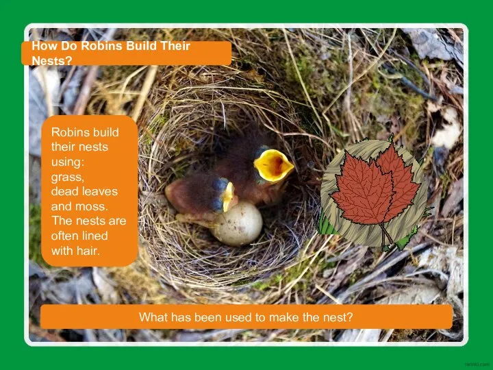 How Do Robins Build Their Nests? This is a robin’s nest, containing