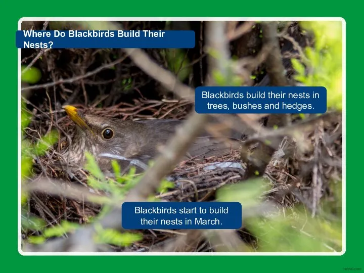 Blackbirds start to build their nests in March. Blackbirds build their nests