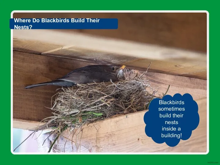 Where Do Blackbirds Build Their Nests? Blackbirds sometimes build their nests inside a building!