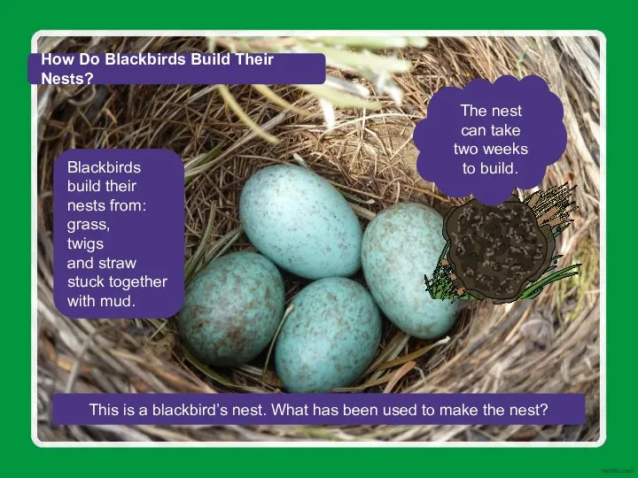 How Do Blackbirds Build Their Nests? Blackbirds build their nests from: grass,