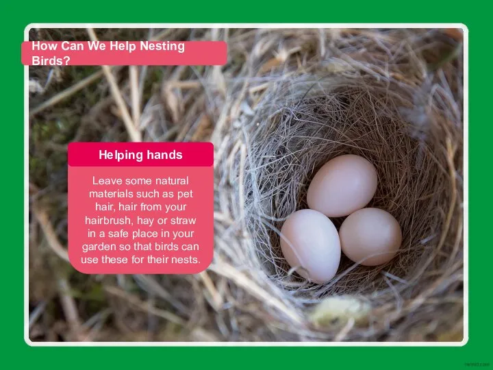 How Can We Help Nesting Birds?