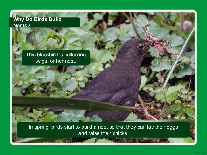 This blackbird is collecting twigs for her nest. In spring, birds start