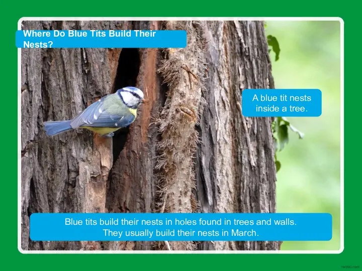 A blue tit nests inside a tree. Blue tits build their nests